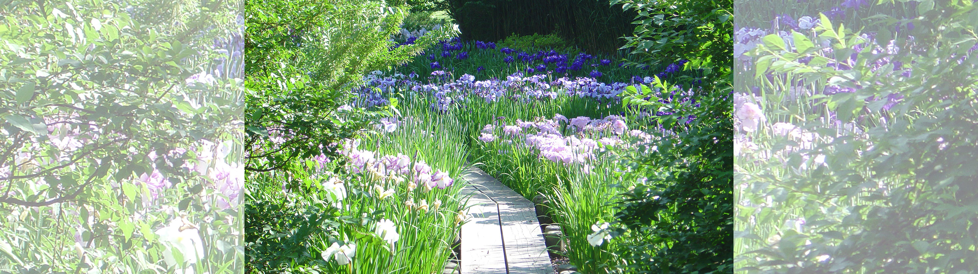 Landscape | François Goffinet